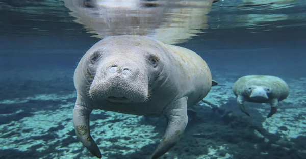 Trip to Abu Dabbab & Dugongs