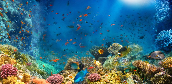 Mahmya Island Snorkelling Trip